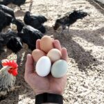 Poultry farm jobs in Canada
