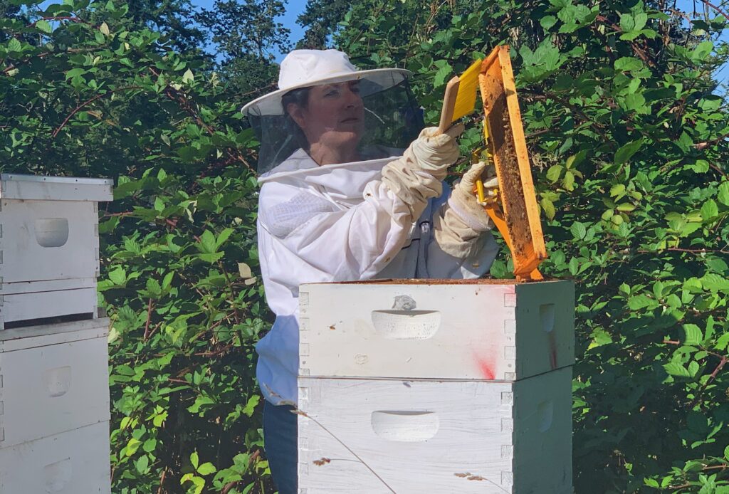 Trying Beekeeper Jobs in Australia